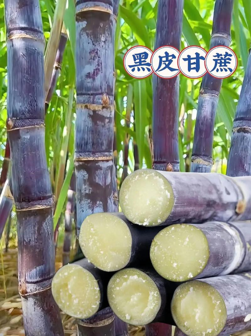 黑皮甘蔗施什么肥甘庶甜，广西水果种植肥料有哪些。 黑皮甘蔗施什么肥甘庶甜，广西水果种植肥料有哪些。 畜牧养殖