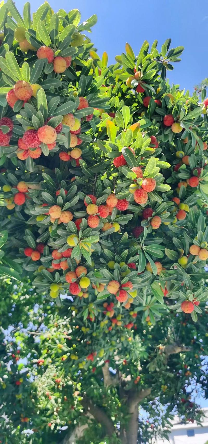 温州哪里杨梅比较多，温州水果种植品种有哪些。 温州哪里杨梅比较多，温州水果种植品种有哪些。 水果种植