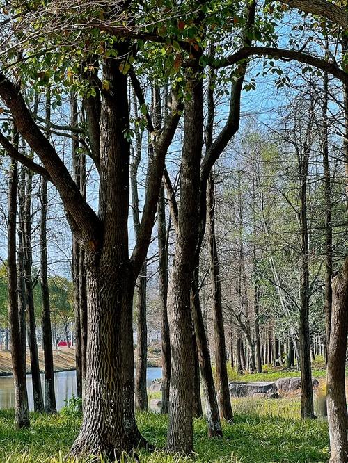 请问湿地适合种什么树呢，湿地适合种植什么水果树。 请问湿地适合种什么树呢，湿地适合种植什么水果树。 家禽养殖