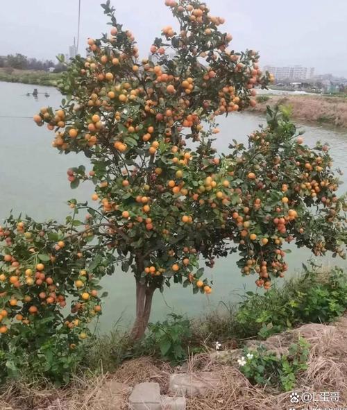 鱼塘边种什么水果好，池塘里种植的水果有哪些。 鱼塘边种什么水果好，池塘里种植的水果有哪些。 畜牧养殖