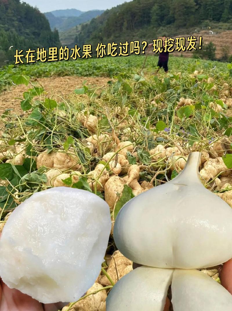 银川产什么水果，安顺永宁水果种植面积多少。 银川产什么水果，安顺永宁水果种植面积多少。 土壤施肥