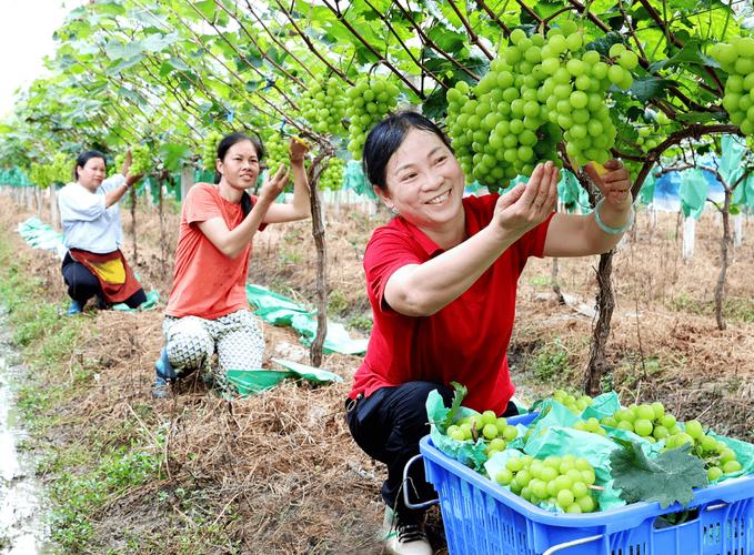 广东哪里有水果摘？广州附近摘水果全攻略，韶关始兴水果种植基地。 广东哪里有水果摘？广州附近摘水果全攻略，韶关始兴水果种植基地。 家禽养殖