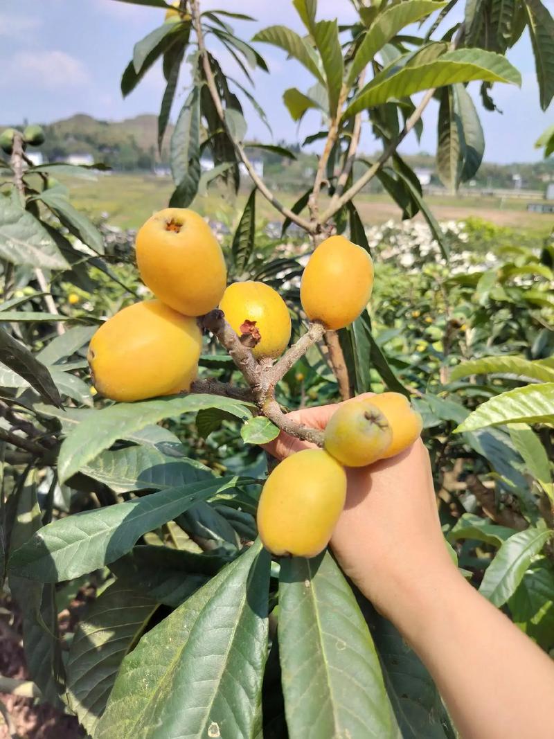 延平区建成区面积，延平水果种植面积多少亩。 延平区建成区面积，延平水果种植面积多少亩。 水果种植