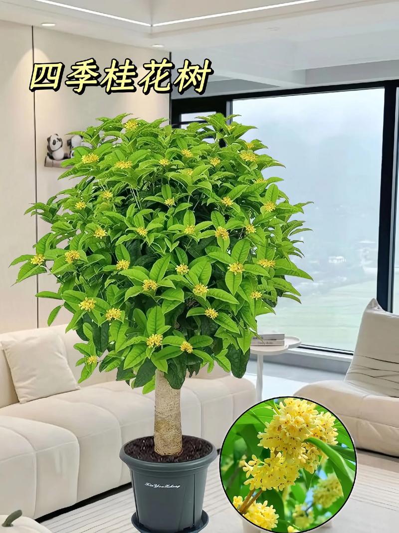 金桂花树种植技术，金菜园水果种植条件是什么。 金桂花树种植技术，金菜园水果种植条件是什么。 畜牧养殖