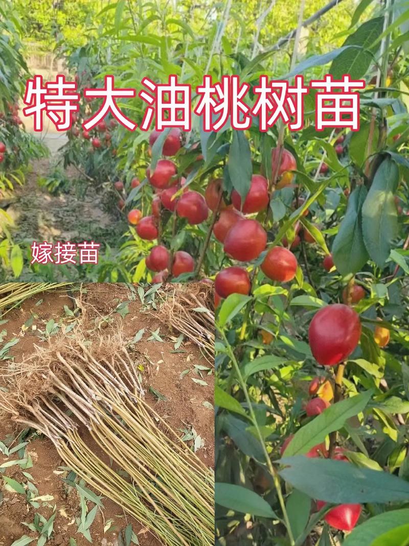 山东油桃产地排名，山东油桃水果种植基地在哪里。 山东油桃产地排名，山东油桃水果种植基地在哪里。 水果种植