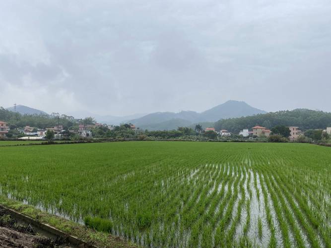 什么植物适合在水田种植，水田适合种植什么水果树。 什么植物适合在水田种植，水田适合种植什么水果树。 水果种植