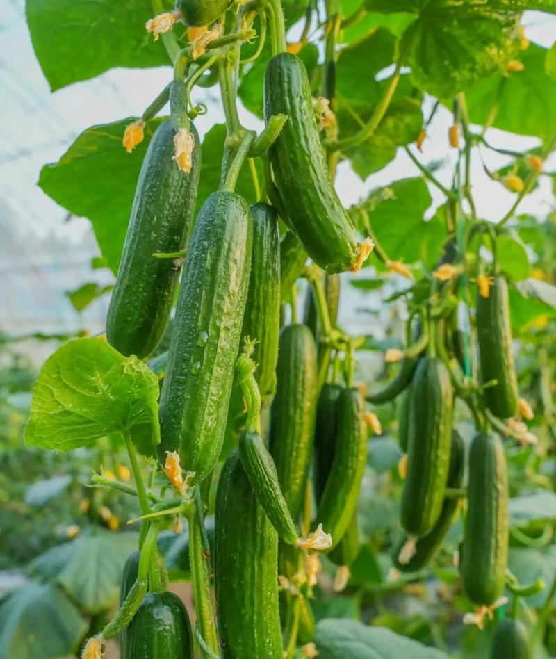 水果黄瓜什么时候种植，水果种植带图片大全。 水果黄瓜什么时候种植，水果种植带图片大全。 土壤施肥