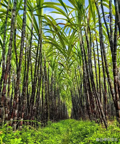 农民不种植甘蔗，还能种植什么？很多人盲目跟风种植杀人橘子，不需要大棚种植的水果。 农民不种植甘蔗，还能种植什么？很多人盲目跟风种植杀人橘子，不需要大棚种植的水果。 畜牧养殖