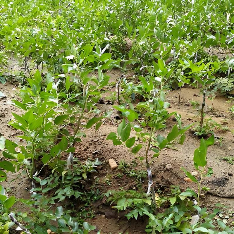 红枣四川能种植吗，达州种植水果的地方。 红枣四川能种植吗，达州种植水果的地方。 水果种植