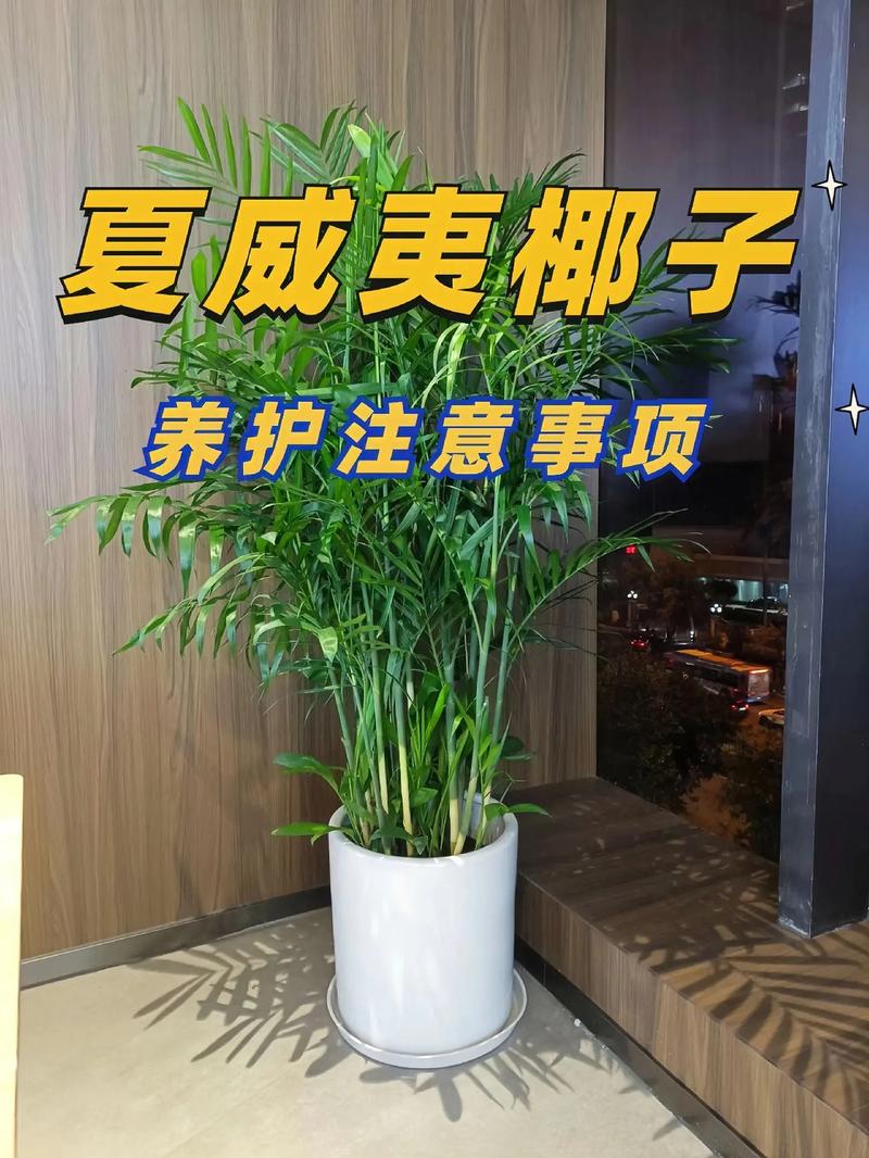 夏威夷椰子上面结的果子能种植吗，夏威夷种植什么水果多一些。 夏威夷椰子上面结的果子能种植吗，夏威夷种植什么水果多一些。 土壤施肥