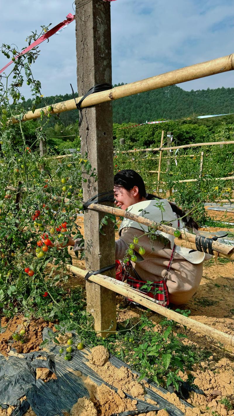 惠州水果种植基地，附近大型水果种植基地在哪里。 惠州水果种植基地，附近大型水果种植基地在哪里。 土壤施肥