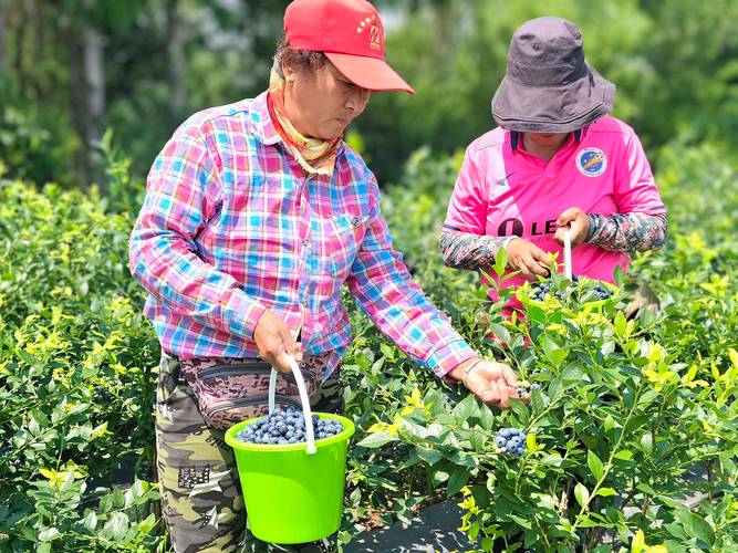 荒山种植水果，哪种办法效益高？荒山种植难度在哪里，农民种植水果的图片大全。 荒山种植水果，哪种办法效益高？荒山种植难度在哪里，农民种植水果的图片大全。 家禽养殖