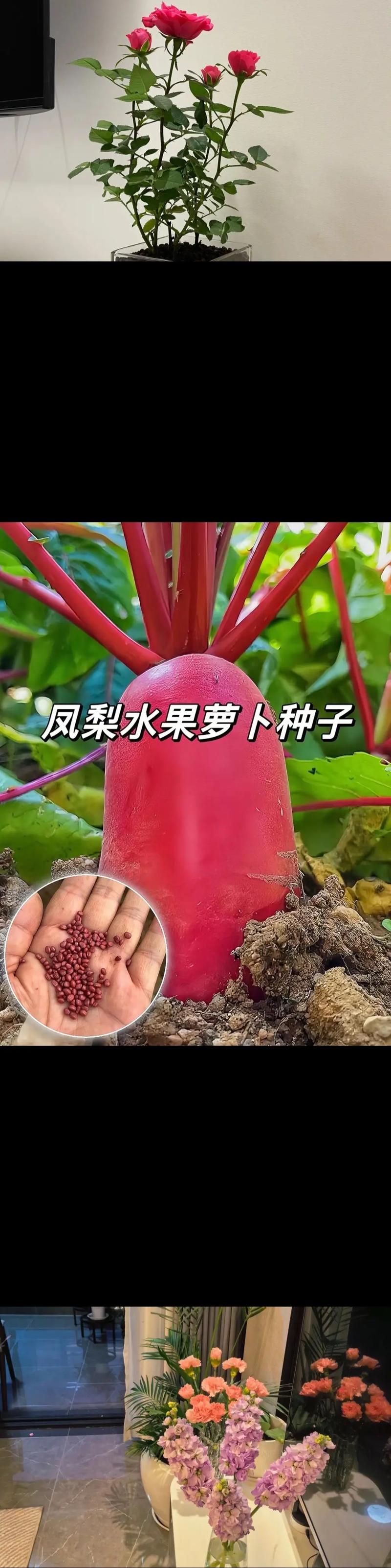 凤梨萝卜的种植方法和注意事项，家庭种植凤梨水果萝卜怎么种。 凤梨萝卜的种植方法和注意事项，家庭种植凤梨水果萝卜怎么种。 土壤施肥