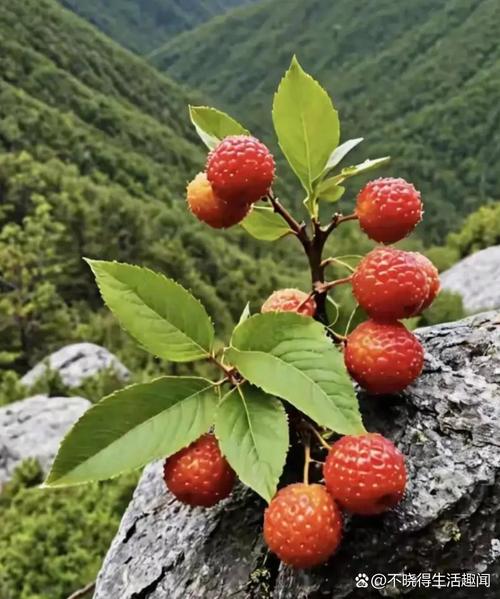 北方贫瘠的山地一般适合栽种什么样的果树和药材？栽种时需要注意哪些问题，北方水果的种植方法有哪些。 北方贫瘠的山地一般适合栽种什么样的果树和药材？栽种时需要注意哪些问题，北方水果的种植方法有哪些。 蔬菜种植