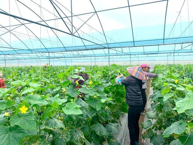 安庆市场能买到水果黄瓜吗，安庆特色水果种植基地。 安庆市场能买到水果黄瓜吗，安庆特色水果种植基地。 土壤施肥