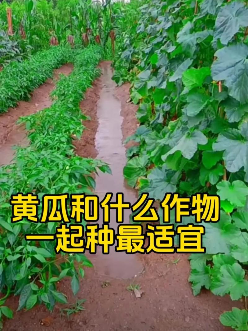 河北省石家庄什么地方种黄瓜的多，高邑水果黄瓜种植基地在哪。 河北省石家庄什么地方种黄瓜的多，高邑水果黄瓜种植基地在哪。 畜牧养殖