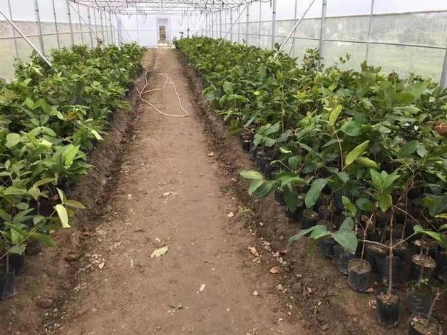 湖南为什么不合适种植热带水果？使用大棚技术能否实现种植热带水果或亚热带水果，超级大棚种植热带水果有哪些。 湖南为什么不合适种植热带水果？使用大棚技术能否实现种植热带水果或亚热带水果，超级大棚种植热带水果有哪些。 畜牧养殖