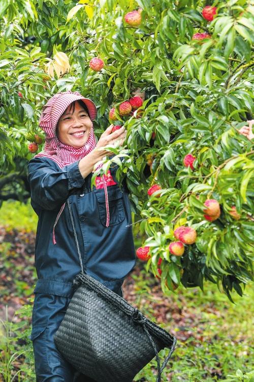 福建哪里有荔枝采摘园，建阳水果种植面积多少亩。 福建哪里有荔枝采摘园，建阳水果种植面积多少亩。 家禽养殖