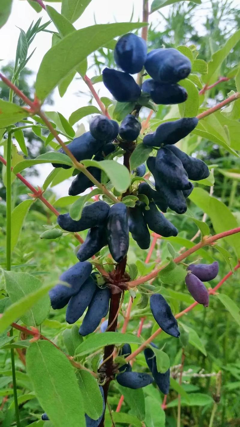 蓝靛果读音，缅甸果敢种植什么水果最好。 蓝靛果读音，缅甸果敢种植什么水果最好。 蔬菜种植