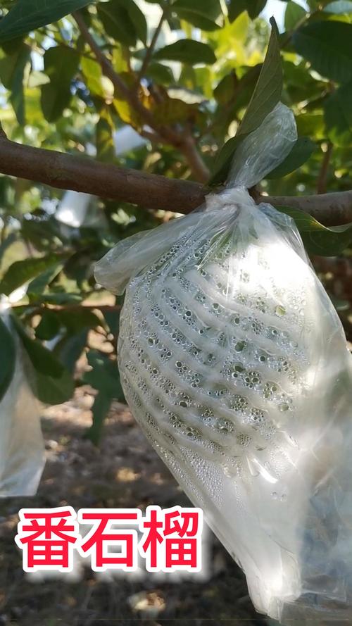 种植青枣，如何做到优质丰产呢，杨光水果种植技术视频讲解。 种植青枣，如何做到优质丰产呢，杨光水果种植技术视频讲解。 土壤施肥