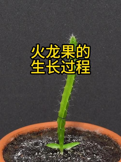 火龙芒怎么种出来，火龙水果种植方法。 火龙芒怎么种出来，火龙水果种植方法。 土壤施肥