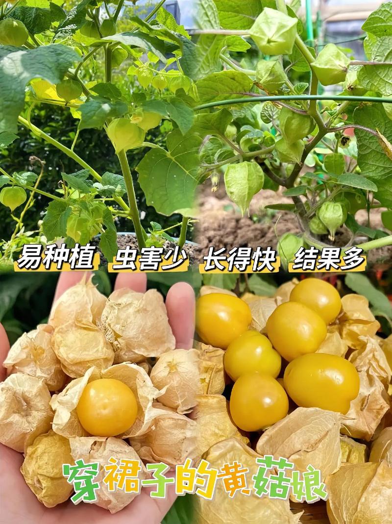 东北水果姑娘怎么种，姑娘种水果怎么种植视频。 东北水果姑娘怎么种，姑娘种水果怎么种植视频。 畜牧养殖