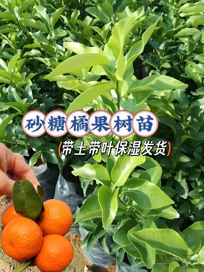 那些无籽的橘子，是通过什么种植的？大神们帮帮忙，无子水果种植条件是什么。 那些无籽的橘子，是通过什么种植的？大神们帮帮忙，无子水果种植条件是什么。 家禽养殖