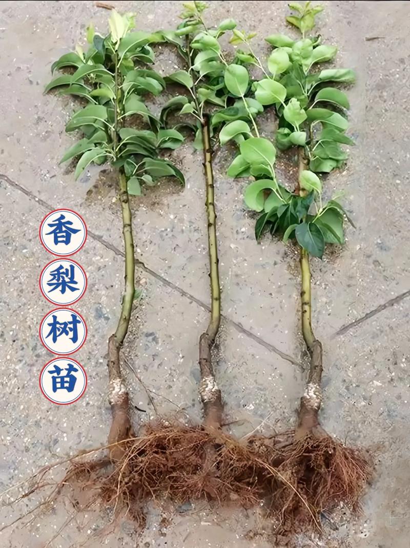 梨树怎样扦插，种植梨子。 梨树怎样扦插，种植梨子。 畜牧养殖