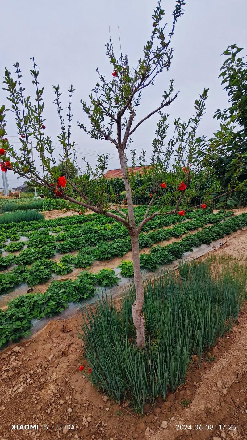 院子里的瓜果蔬菜成语，院子种植很多水果蔬菜好吗。 院子里的瓜果蔬菜成语，院子种植很多水果蔬菜好吗。 蔬菜种植