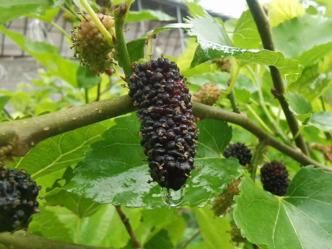 桑葚种在天台上面好吗，屋顶种植水果的风水讲究。 桑葚种在天台上面好吗，屋顶种植水果的风水讲究。 水果种植