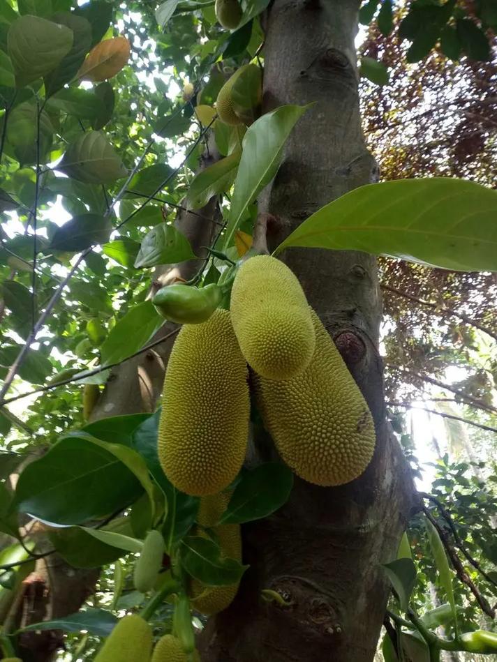 在热带地区都适合种植什么样的水果呢，热带水果哪种好种植呢。 在热带地区都适合种植什么样的水果呢，热带水果哪种好种植呢。 家禽养殖