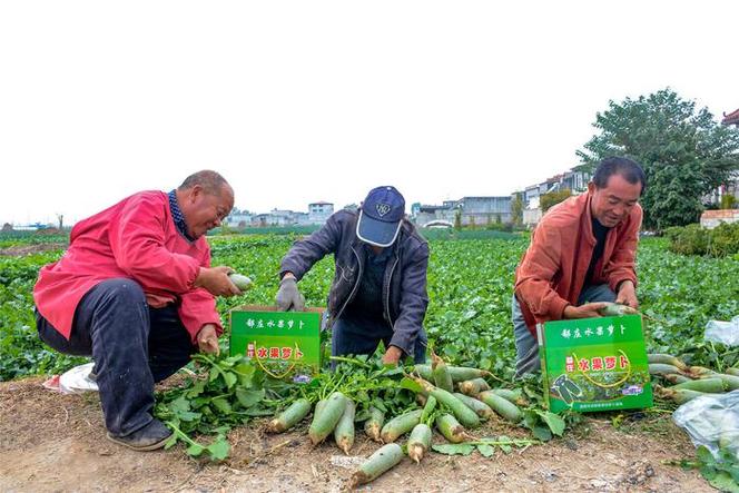 滕州姜屯特色菜，滕州水果萝卜种植基地。 滕州姜屯特色菜，滕州水果萝卜种植基地。 土壤施肥