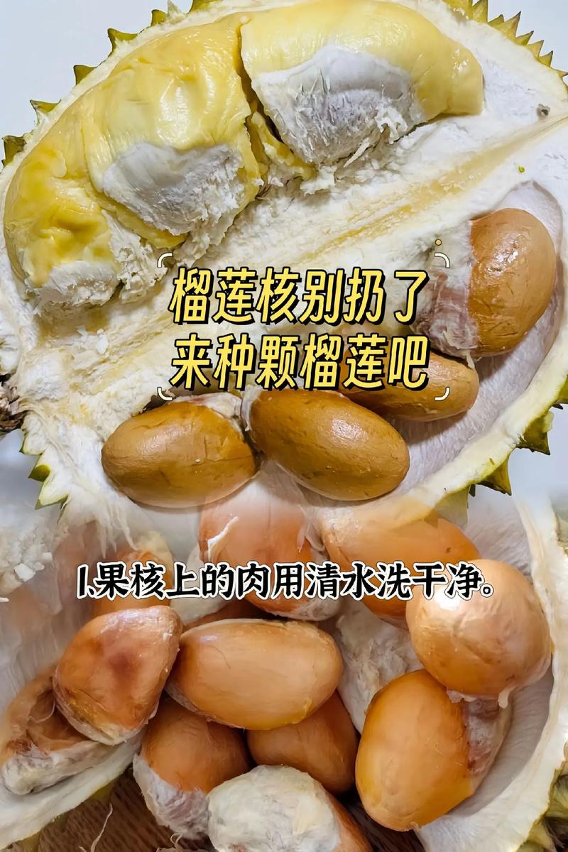 榴莲种子怎么种，榴莲水果种子种植方法视频。 榴莲种子怎么种，榴莲水果种子种植方法视频。 土壤施肥