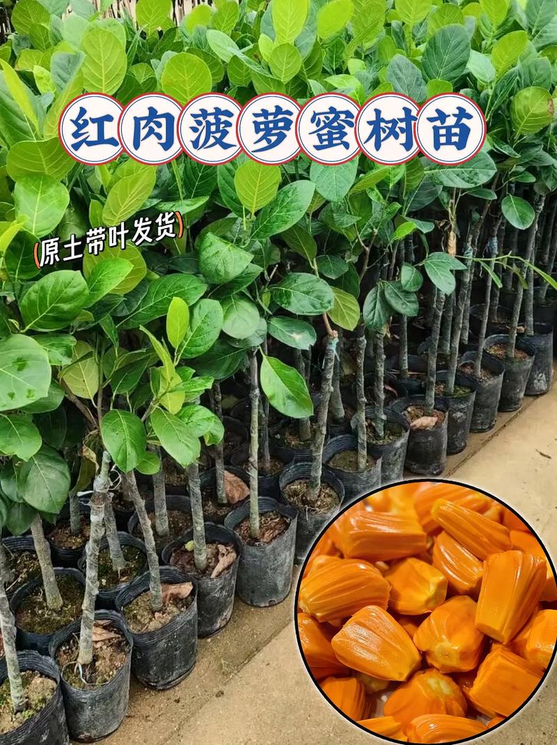 怎样种植红心树菠萝，红心桃水果种植技术。 怎样种植红心树菠萝，红心桃水果种植技术。 家禽养殖