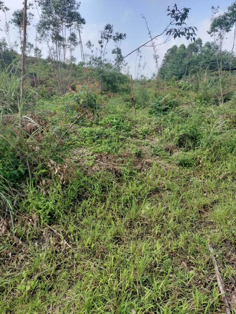 贺州市富川的农村相比之前发生了什么变化，贺州水果种植场地址。 贺州市富川的农村相比之前发生了什么变化，贺州水果种植场地址。 畜牧养殖