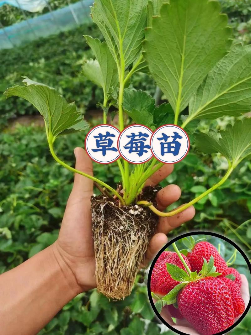 广东哪里有草莓苗出售，深圳水果草莓种植基地在哪里。 广东哪里有草莓苗出售，深圳水果草莓种植基地在哪里。 畜牧养殖