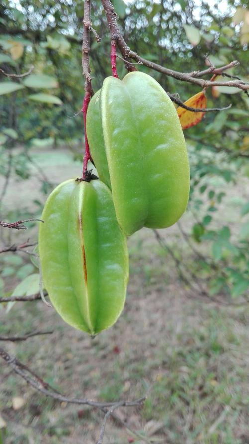 12 月份广州应季水果，广州适合种植哪种水果树。 12 月份广州应季水果，广州适合种植哪种水果树。 畜牧养殖