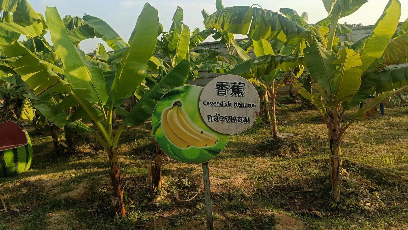 泰国水果种植方式，外国种植水果的模式有哪些。 泰国水果种植方式，外国种植水果的模式有哪些。 畜牧养殖