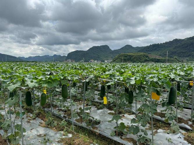 大棚冬瓜满地爬怎么管理，大棚水果冬瓜种植技术。 大棚冬瓜满地爬怎么管理，大棚水果冬瓜种植技术。 家禽养殖