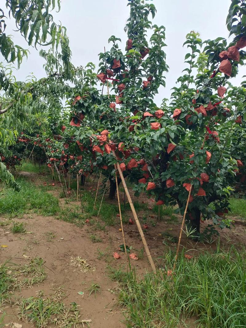 安徽丘陵地区适合种植什么，霍山适合种植什么水果树。 安徽丘陵地区适合种植什么，霍山适合种植什么水果树。 家禽养殖