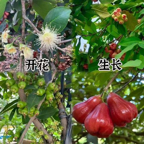 莲雾种子怎么种植，水果莲雾的种植条件。 莲雾种子怎么种植，水果莲雾的种植条件。 家禽养殖