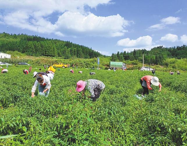 云南辣子种植户有哪些品种，芒市水果辣子种植基地在哪里。 云南辣子种植户有哪些品种，芒市水果辣子种植基地在哪里。 畜牧养殖