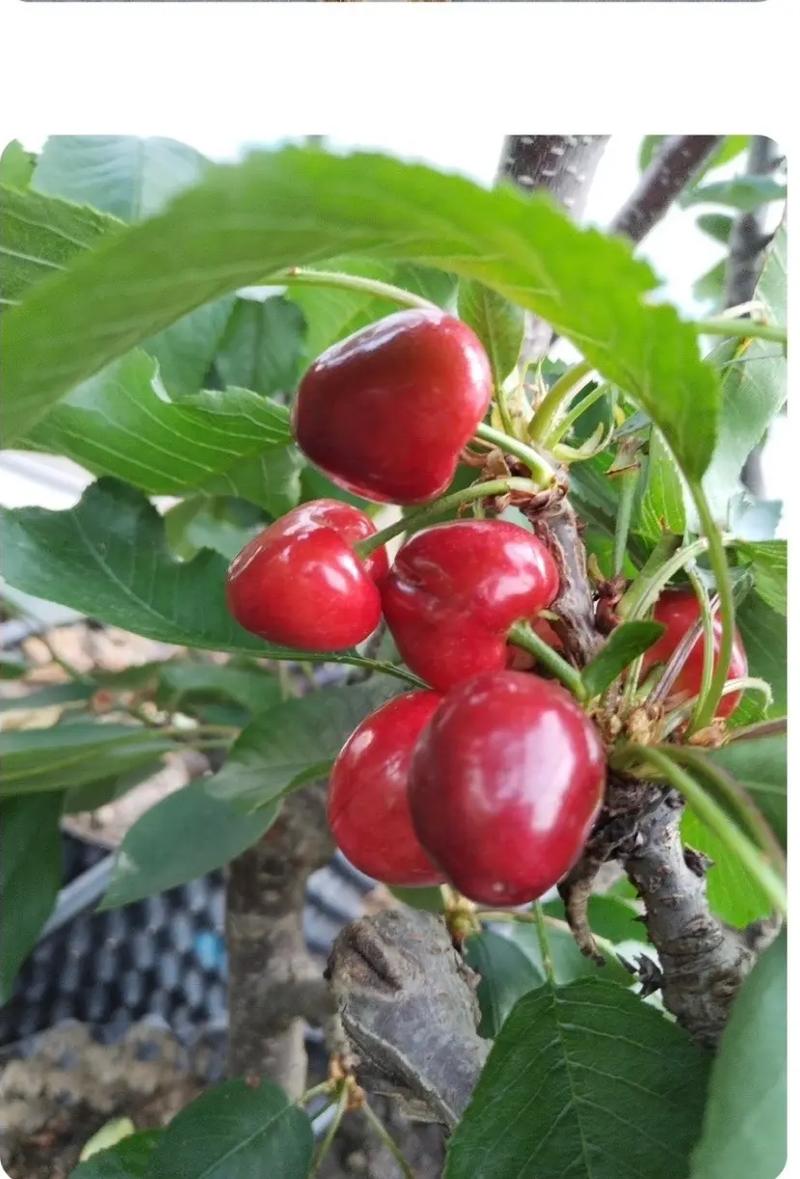 山东聊城适合种植什么水果，茌平水果种植面积多少亩。 山东聊城适合种植什么水果，茌平水果种植面积多少亩。 畜牧养殖