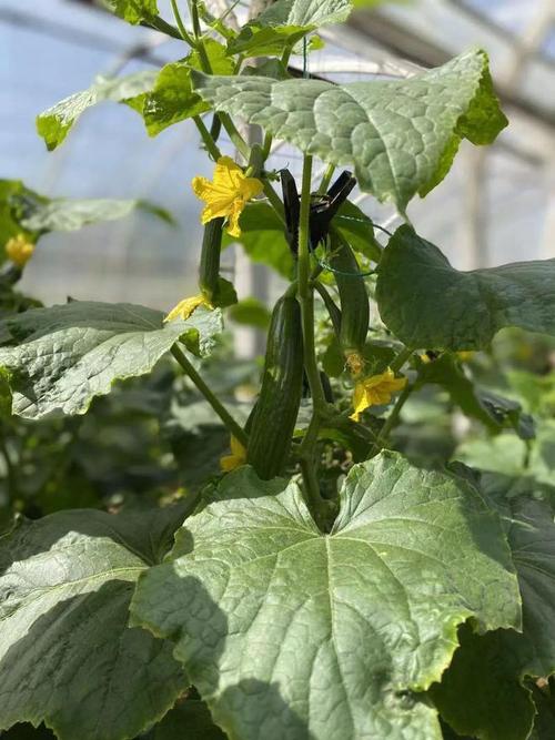 水果黄瓜种植全过程，小水果黄瓜怎么种植视频。 水果黄瓜种植全过程，小水果黄瓜怎么种植视频。 土壤施肥