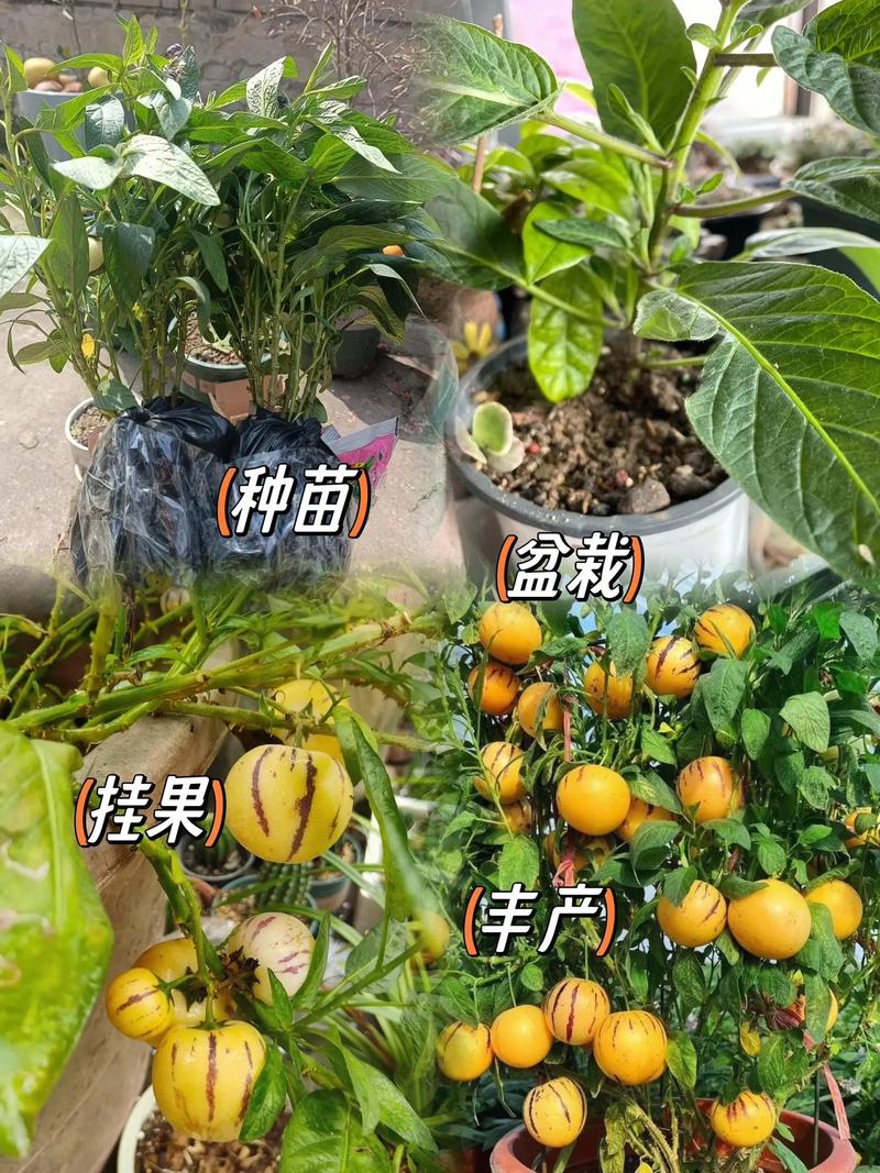 园人参果在河北什么时间种？怎样种，河北水果种植技术与管理。 园人参果在河北什么时间种？怎样种，河北水果种植技术与管理。 家禽养殖