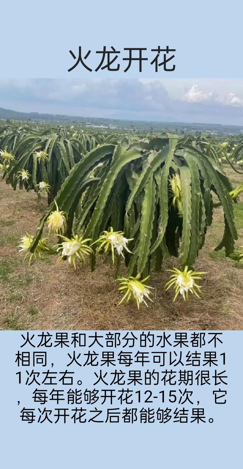 什么水果晚上需要灯光，种植灯光水果有哪些。 什么水果晚上需要灯光，种植灯光水果有哪些。 土壤施肥