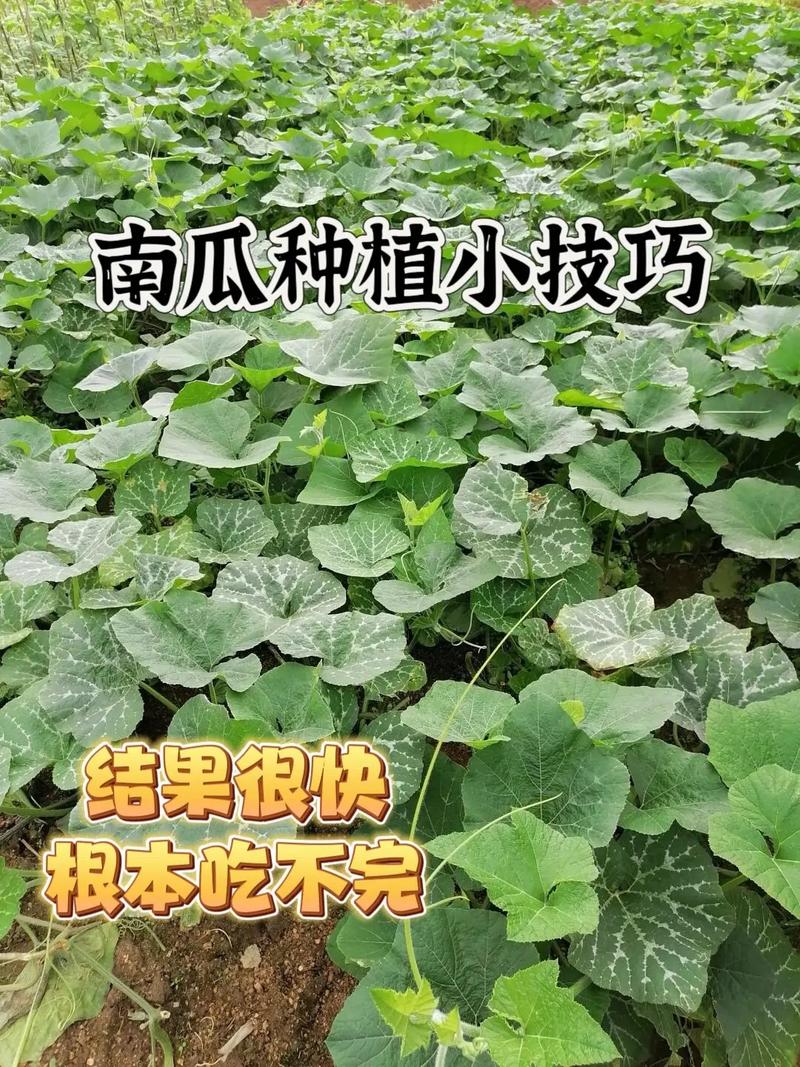 水果南瓜怎么种植，农业水果种植技术有哪些。 水果南瓜怎么种植，农业水果种植技术有哪些。 水果种植