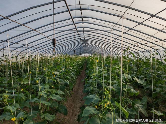 大棚蔬菜水果防寒措施，大棚蔬菜水果如何种植视频。 大棚蔬菜水果防寒措施，大棚蔬菜水果如何种植视频。 家禽养殖