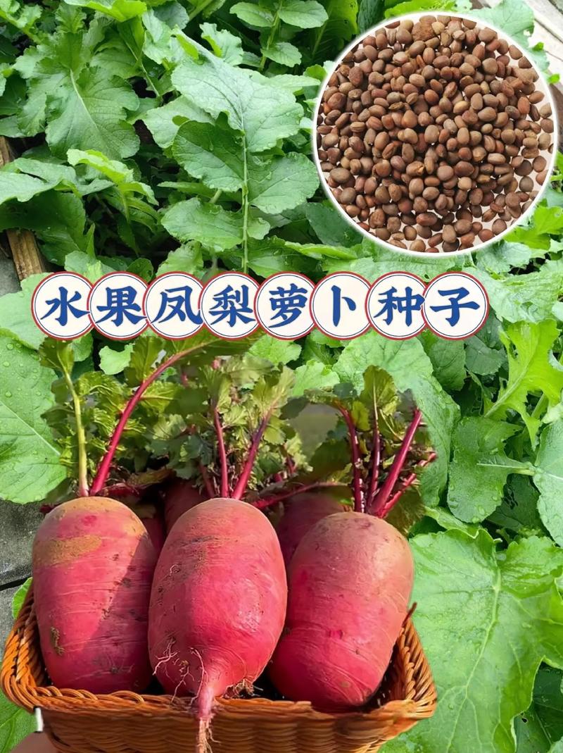 什么水果没办法通过水果本身生根发芽，水果生根种植方法。 什么水果没办法通过水果本身生根发芽，水果生根种植方法。 水果种植