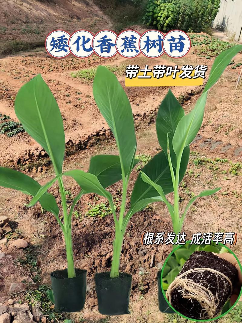 香蕉树的栽培技术，课植园介绍。 香蕉树的栽培技术，课植园介绍。 家禽养殖